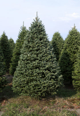 7 ft Balsam-Fraser fir hybrid Christmas tree delivered