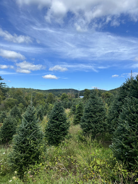 Decorated real Fraser fir Christmas tree