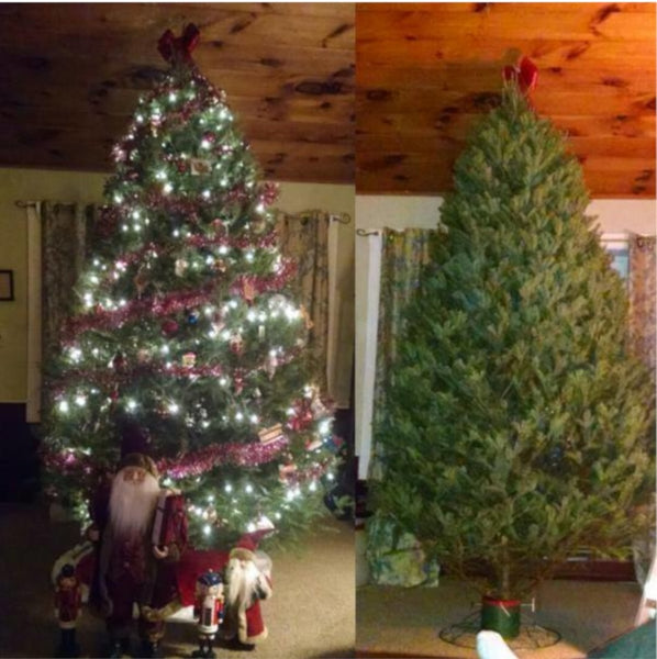 Balsam-Fraser Fir Hybrid Christmas Tree Delivered – 7 ft - Cork & LeafChristmas Tree