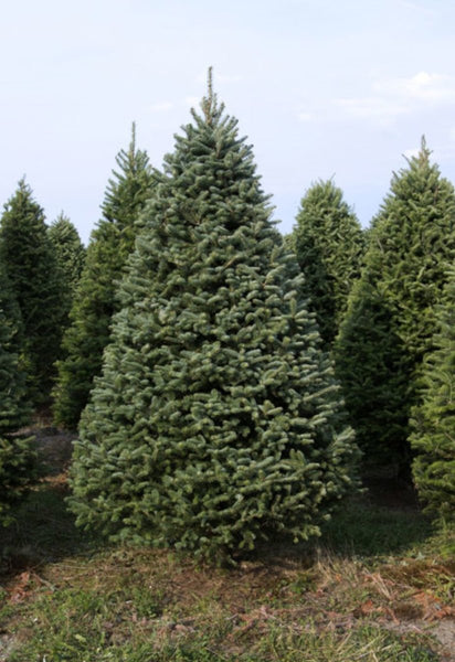 Balsam-Fraser Fir Hybrid Christmas Tree Delivered – 7 ft - Cork & LeafChristmas Tree