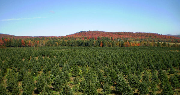 Balsam-Fraser Fir Hybrid Christmas Tree Delivered – 7 ft - Cork & LeafChristmas Tree