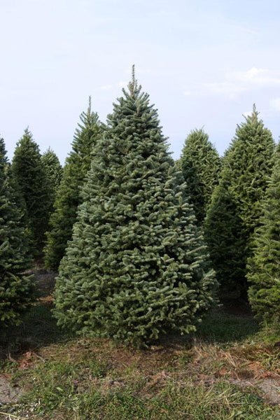 Balsam-Fraser Fir Hybrid Christmas Tree Delivered – 7 ft - Cork & LeafChristmas Tree