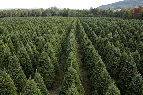 Fresh Fraser Fir Christmas Tree Delivered – 7 ft - Cork & LeafChristmas Tree