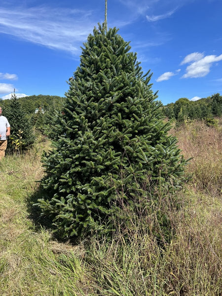 Fresh Fraser Fir Christmas Tree Delivered – 7 ft - Cork & LeafChristmas Tree