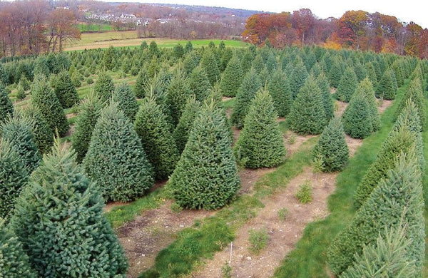Fresh Fraser Fir Christmas Tree Delivered – 7 ft - Cork & LeafChristmas Tree