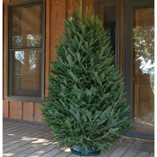 Fresh Fraser Fir Christmas Tree Delivered – 7 ft - Cork & LeafChristmas Tree