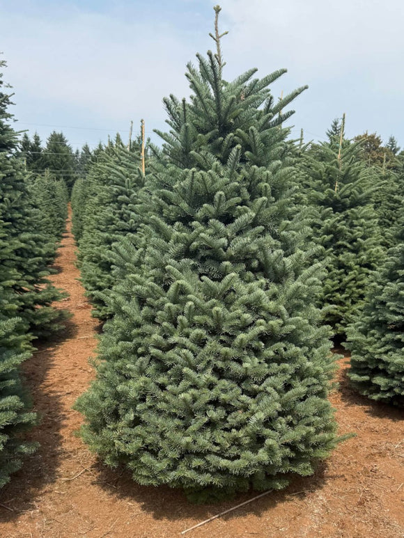 Real Christmas Trees Delivered