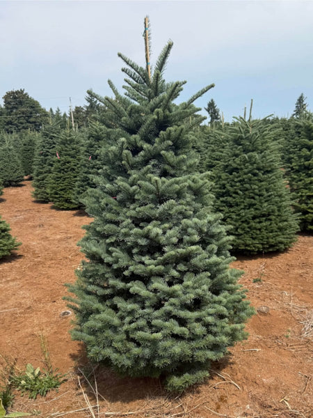 Fresh Noble Fir Christmas Tree Delivered – 5 to 8 ft, Grown in Oregon - Cork & LeafChristmas Tree7 Foot