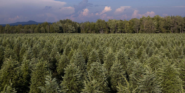 Christmas tree shipped in a protective carton