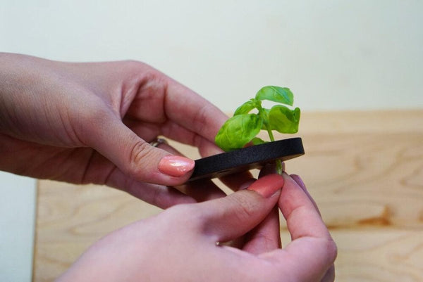  Wood Herb Stripper - Herbs Tool - Cork & Leaf