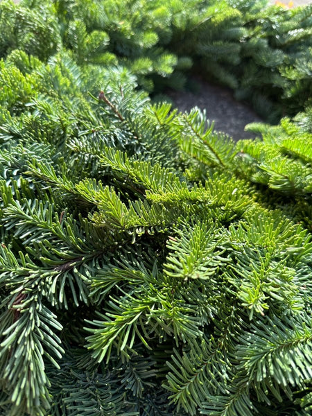 Noble Fir Fresh Christmas Wreaths 26' - Cork & Leaf1 Wreath-live noble fir wreath): "Handcrafted Noble Fir Wreath - Freshness for the Holiday Season