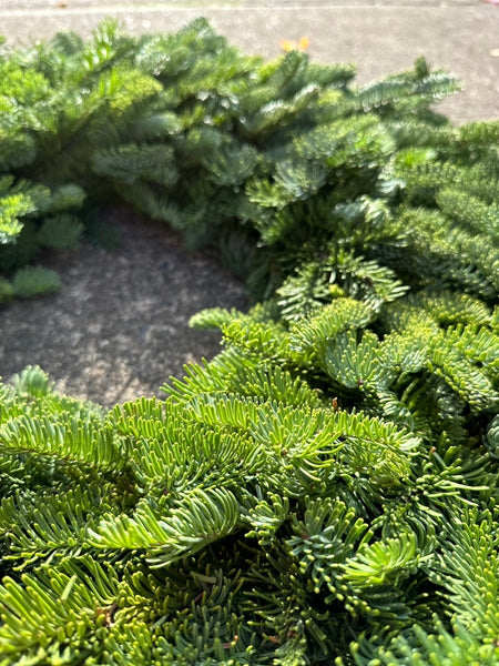 Noble Fir Fresh Christmas Wreaths 26' - Cork & Leaf1 Wreath-Live Noble Fir Christmas Wreath - Fragrant & Sustainable Holiday Decor"